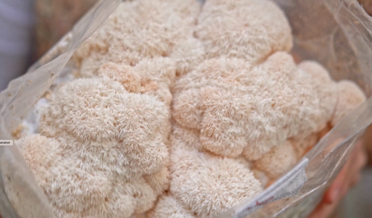 Unlocking the Power of Lion's Mane Mushrooms: A Natural Wonder for the Mind and Body