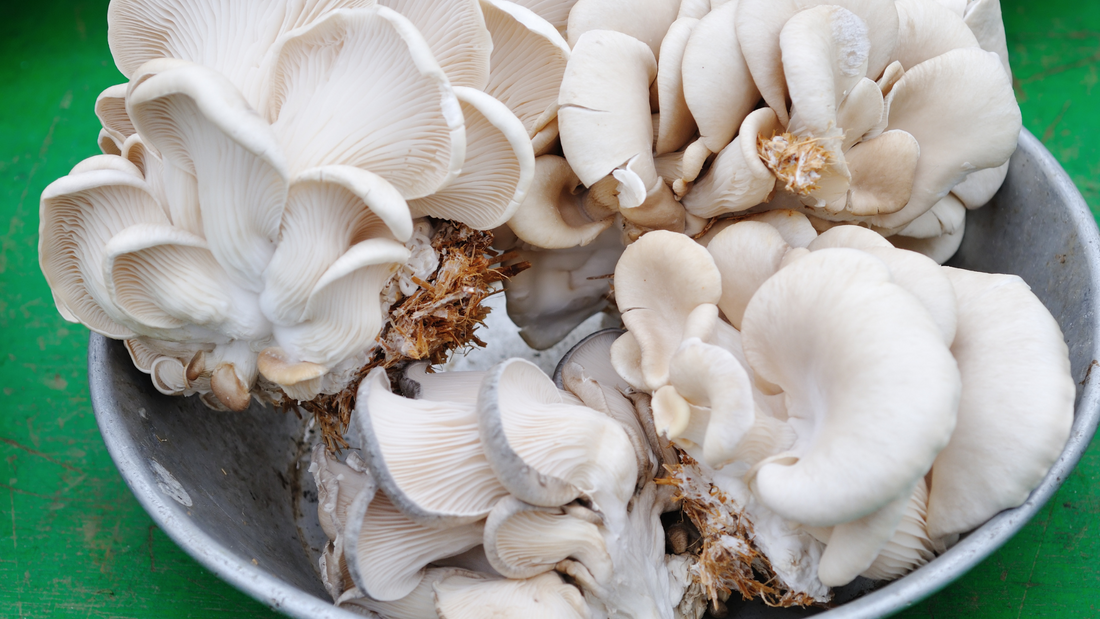 Accelerate Your Harvest: The Benefits of Fast Fruiting Mix in Mushroom Cultivation