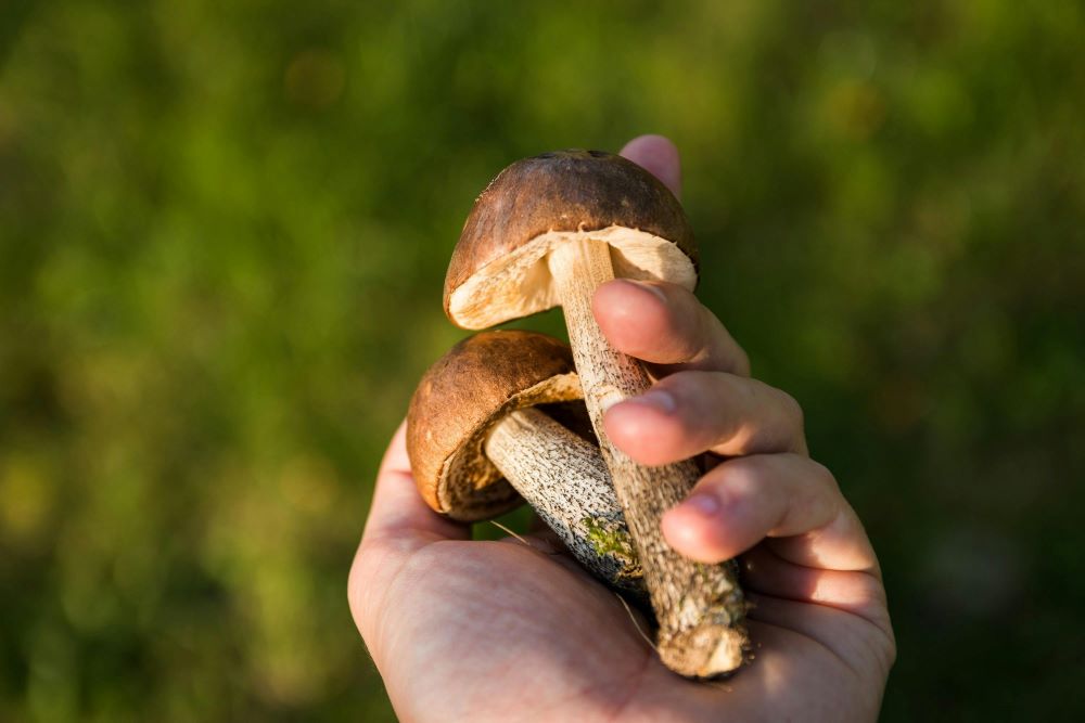 hand holding mushrooms