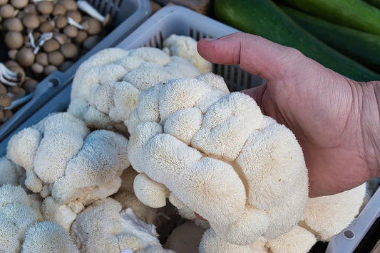 Lion’s Mane: The Brain-Boosting Mushroom You Need to Grow