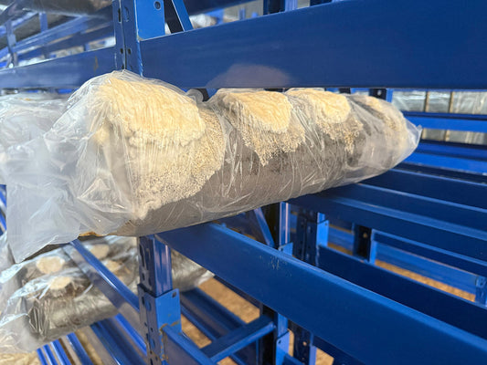 Fruiting blocks colonizing in a climate-controlled incubation chamber — part of our large-scale mushroom log production.
