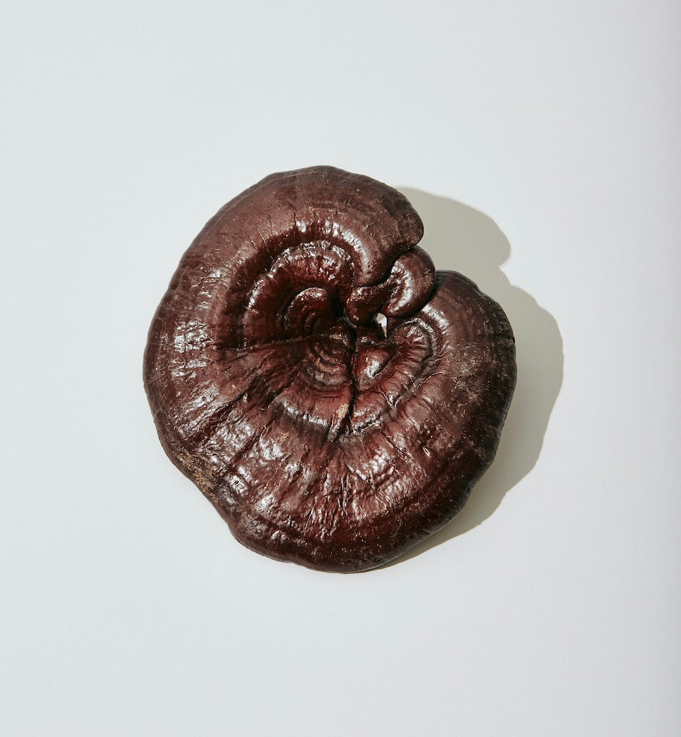 reishi mushrooms on white