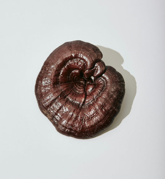 reishi mushrooms on white