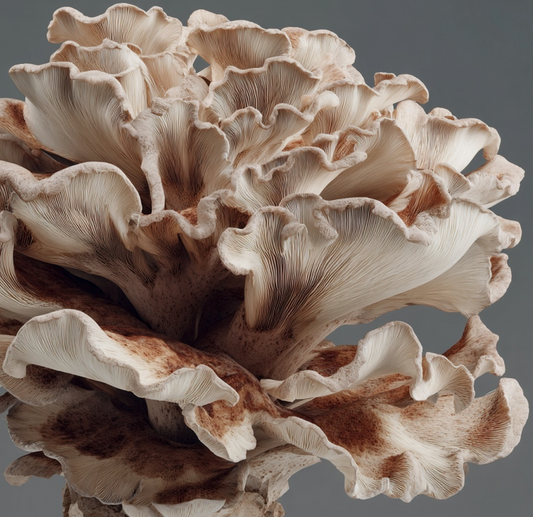 maitake