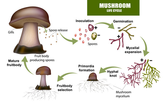 Coco Coir: The Secret to Successful Mushroom Cultivation