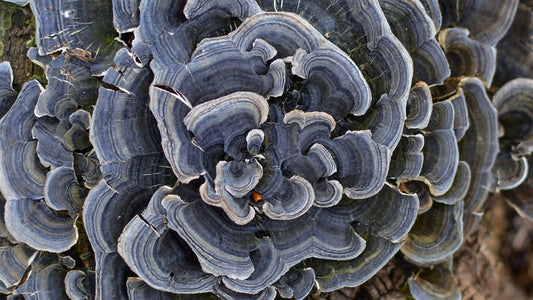 close up on turkey tail mushroom in forest