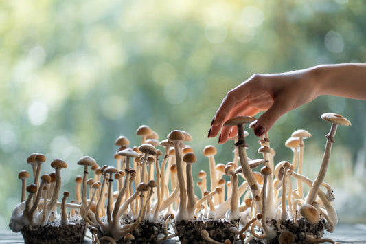 Unveiling the Mysteries of Mushroom Cultivation: A Fascinating Journey into Fungal Farming