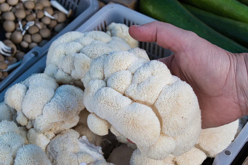 fresh lion's mane