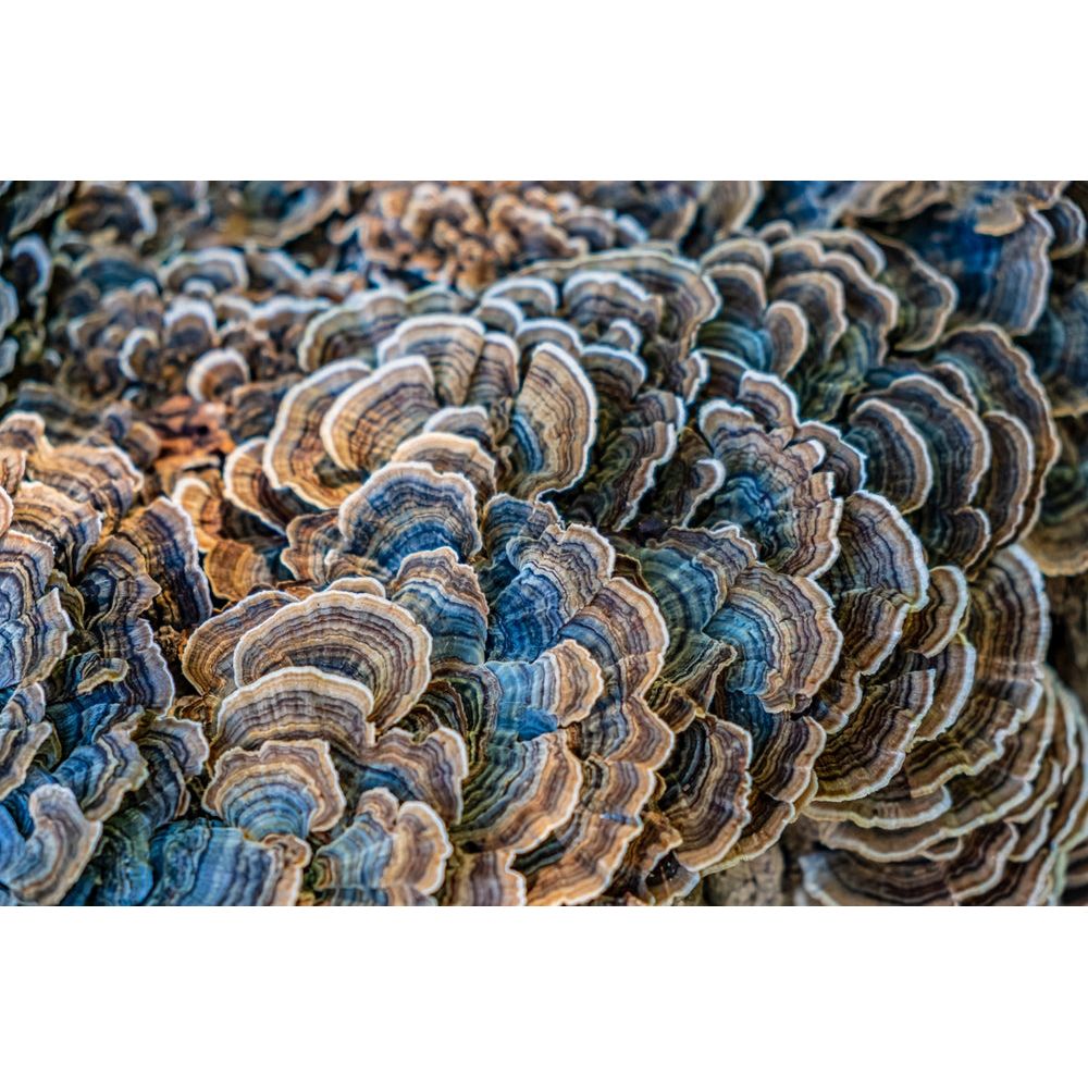 close up turkey tail