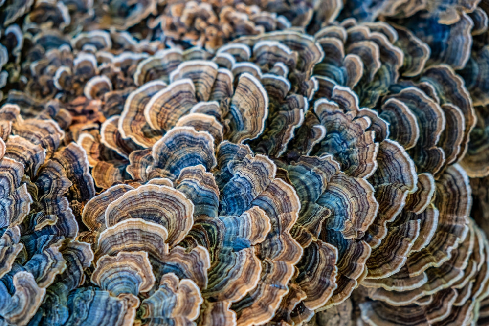 close up turkey tail