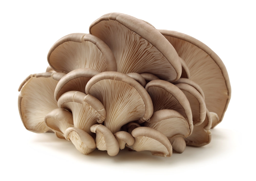 oyster mushrooms