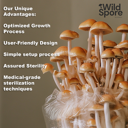 info slide 2