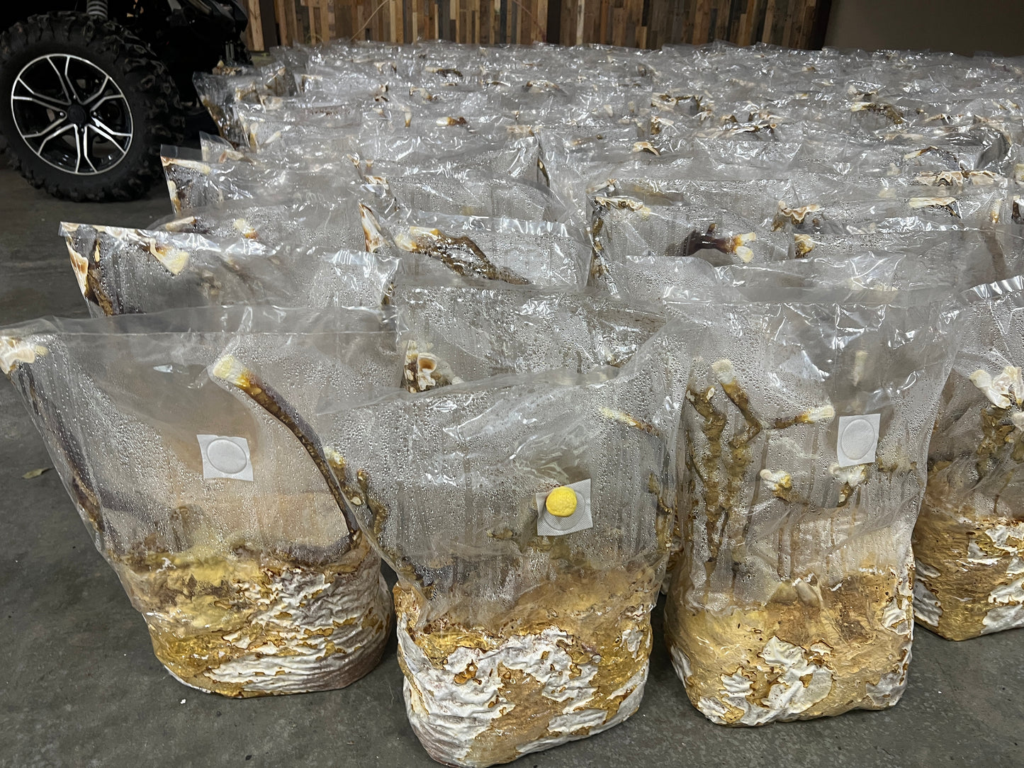 Whole Dried Reishi Mushrooms in Bulk