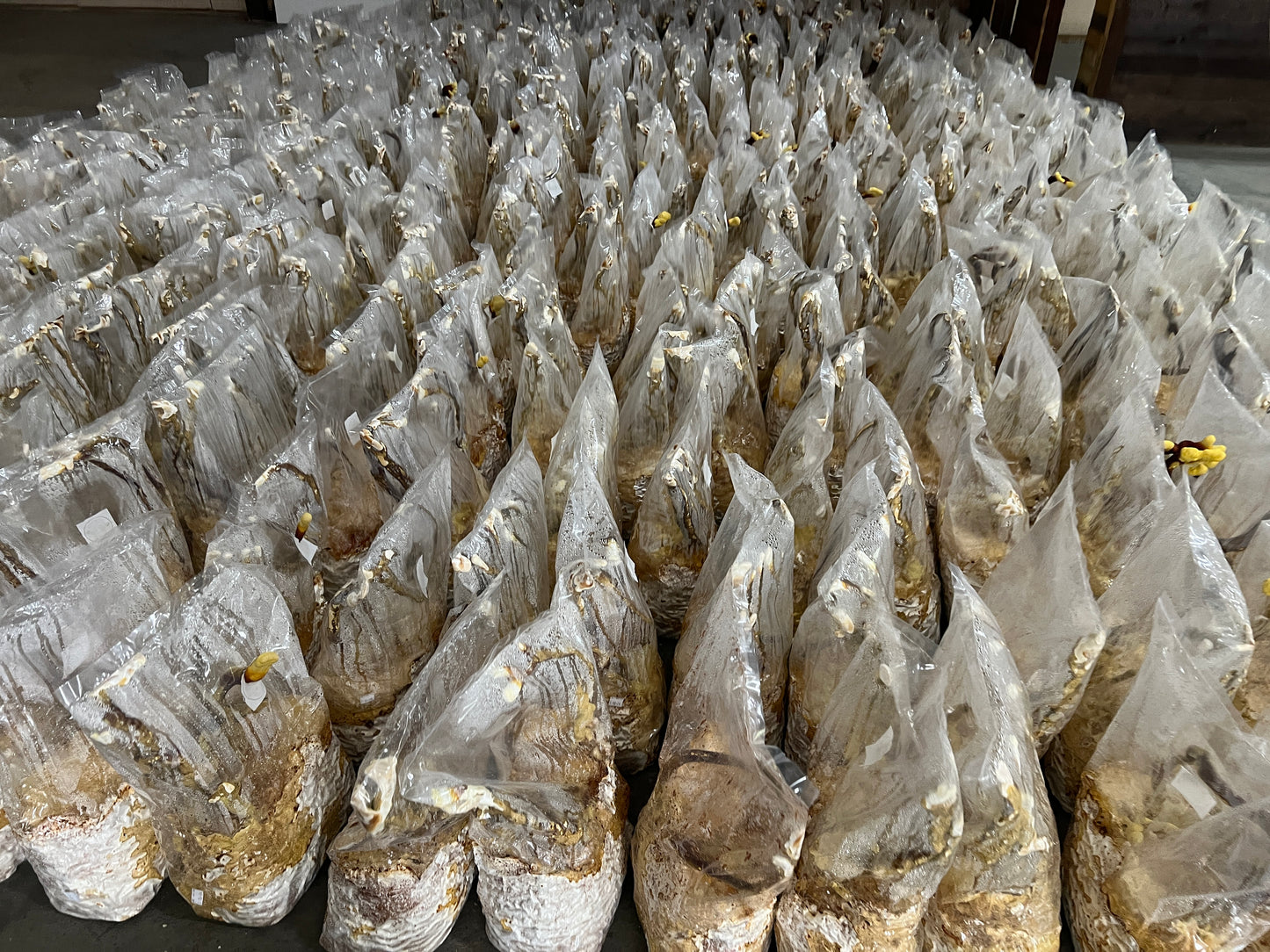 Whole Dried Reishi Mushrooms in Bulk