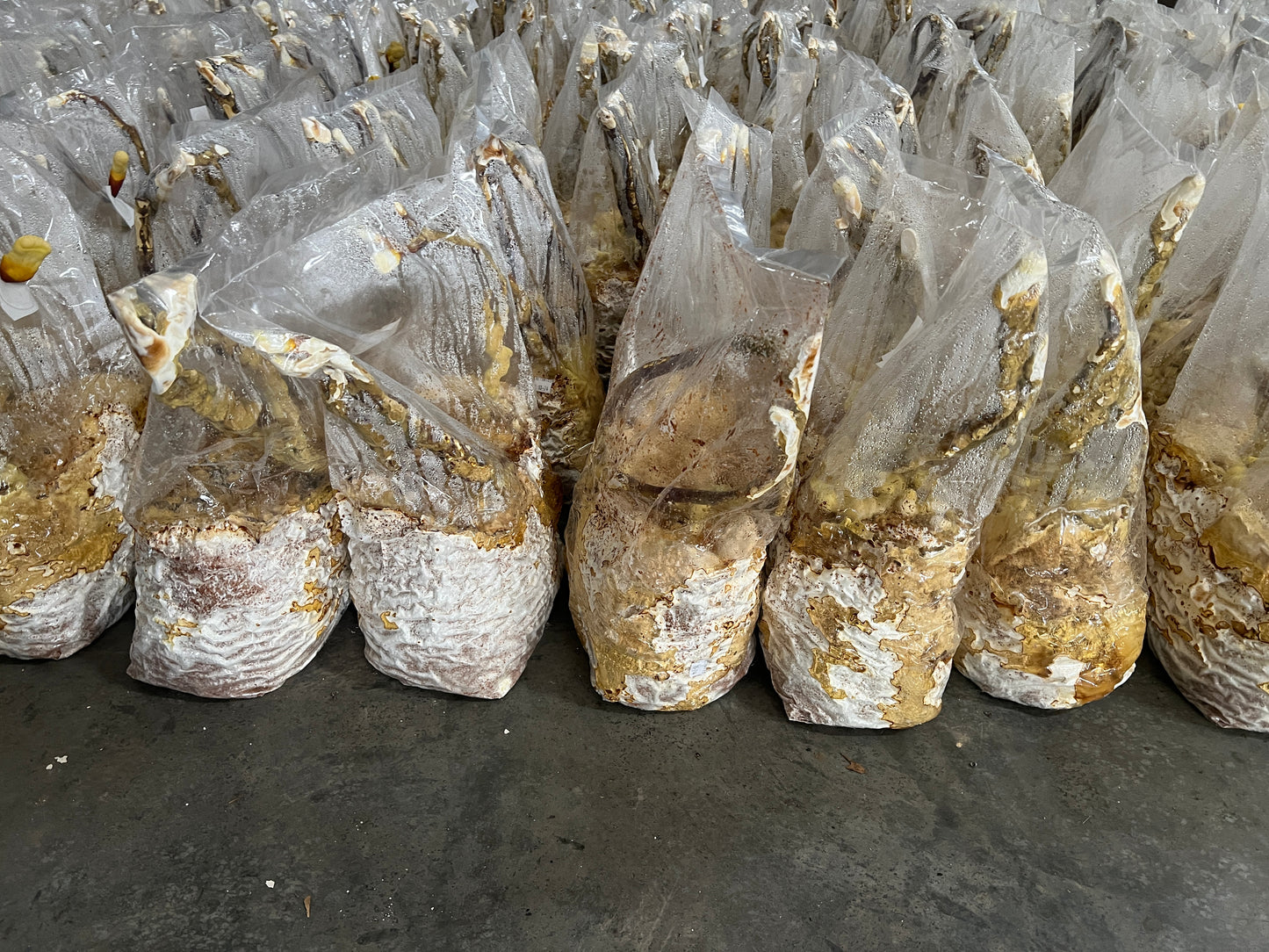 Whole Dried Reishi Mushrooms in Bulk