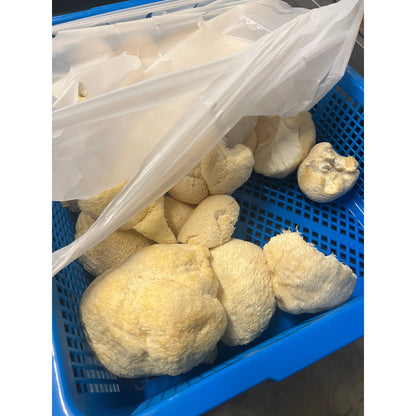 Liquid Culture Syringe - Lions Mane