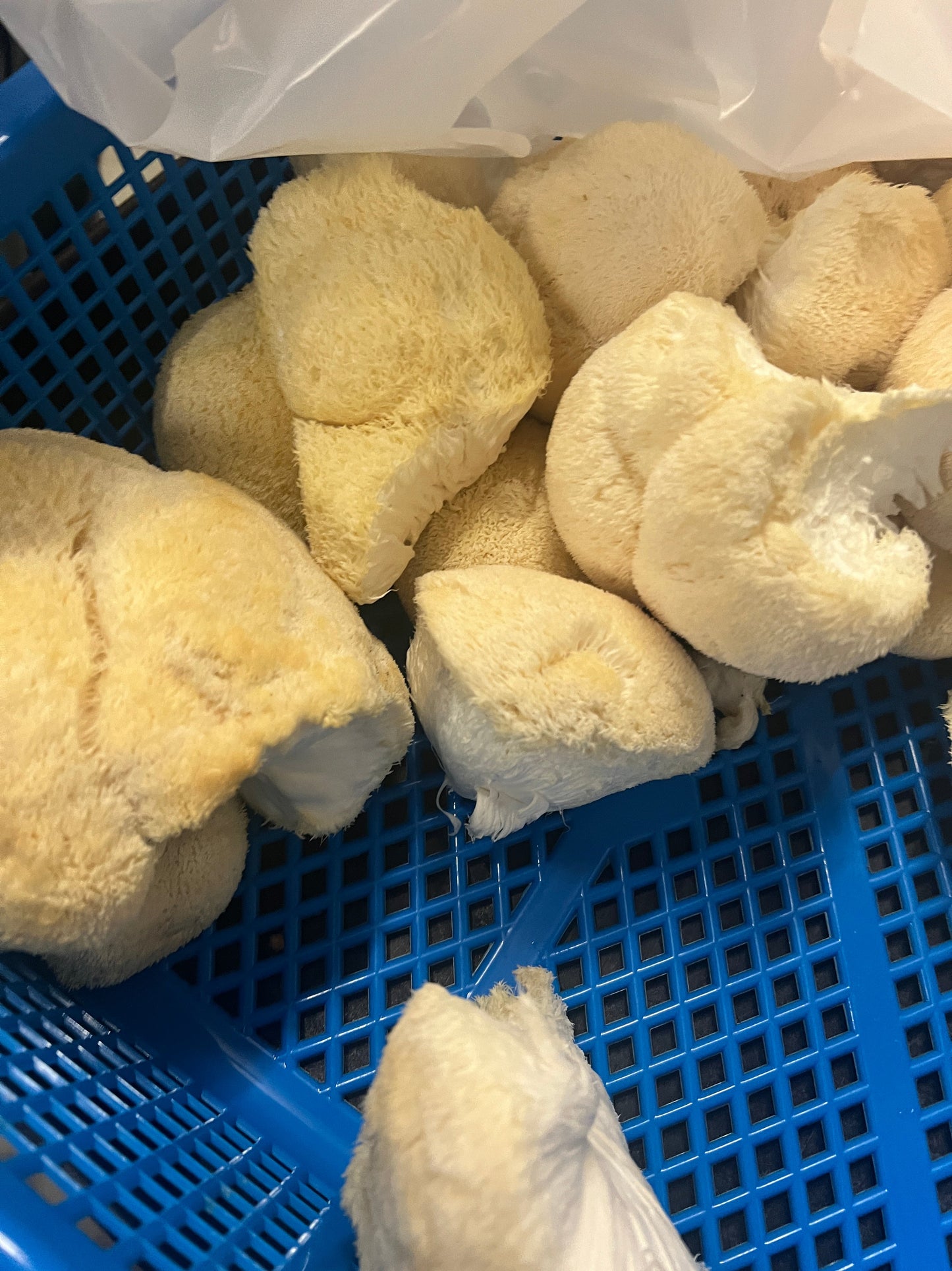 Lions Mane Powder, Fruiting Bodies Only, Made in Tennessee