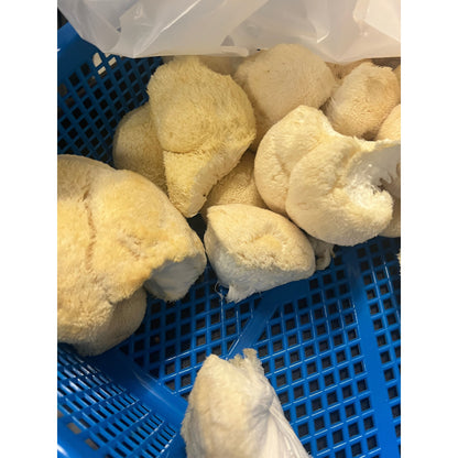 Premium Organic Lion's Mane Mushroom Powder - 100% USA Grown in Tennessee - fruiting bodies only, no mycelium