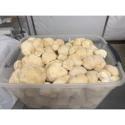 Premium Organic Lion's Mane Mushroom Powder - 100% USA Grown in Tennessee - fruiting bodies only, no mycelium