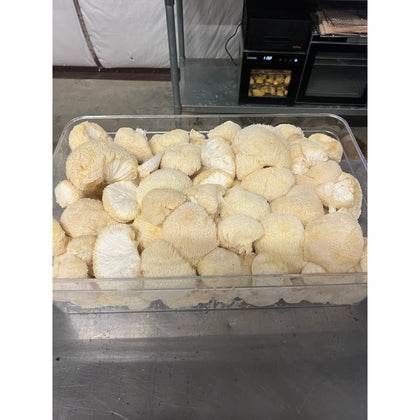 Lion's Mane Mushroom dried in box