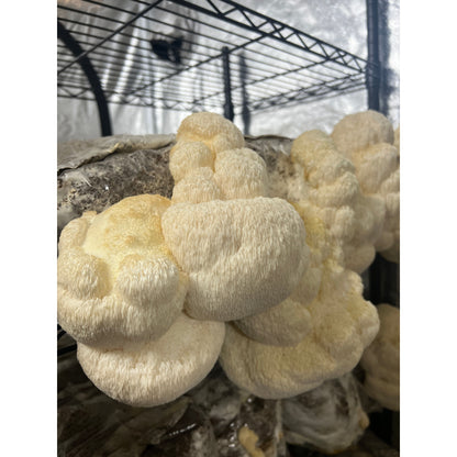 Organic Lions Mane Mushroom Tincture