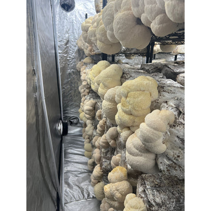 Premium Organic Lion's Mane Mushroom Powder - 100% USA Grown in Tennessee - fruiting bodies only, no mycelium