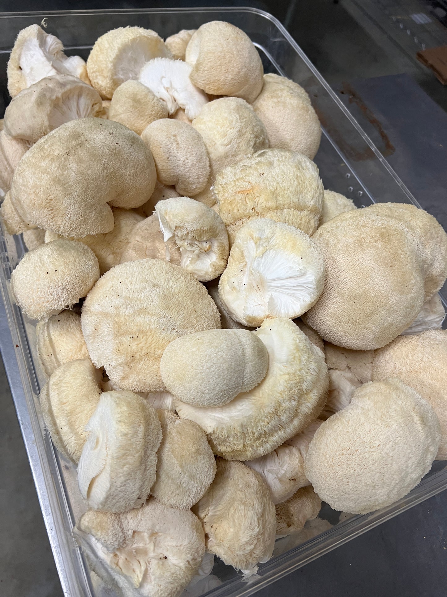 Bulk Lions Mane Dried, Made in Tennessee, Fruiting bodies only