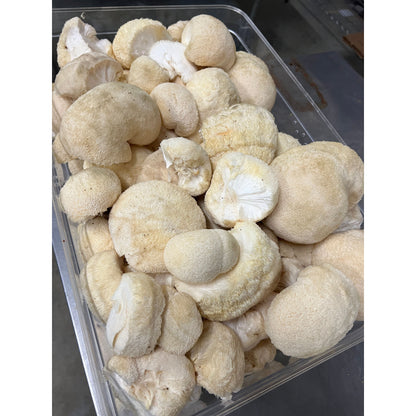 Premium Organic Lion's Mane Mushroom Powder - 100% USA Grown in Tennessee - fruiting bodies only, no mycelium