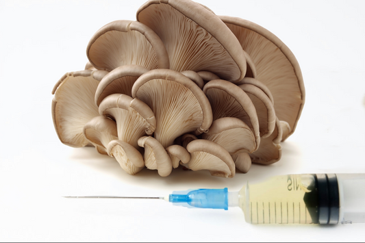 oyster mushroom LC