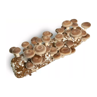 Shiitake Grow Log, Grow Kit