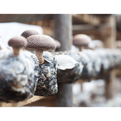 shiitake