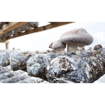 Shiitake Grow Kit