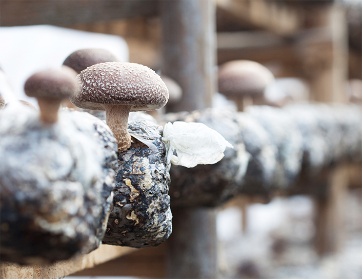 shiitake