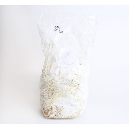 Innoculated Grain Spawn (Blue Oyster Mushrooms)