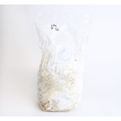 Innoculated Grain Spawn (Italian Oyster Mushrooms)