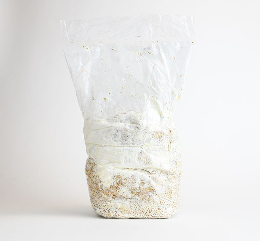 Blue Oyster Mushrooms spawn bag