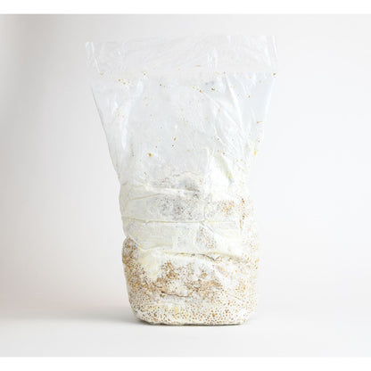 Innoculated Grain Spawn (Black Oyster Mushrooms)