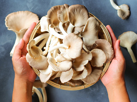 Easy-to-Grow Oyster Mushrooms