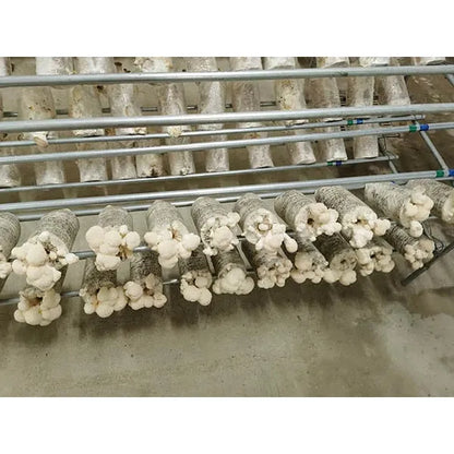Wildspore lions mane grow kit