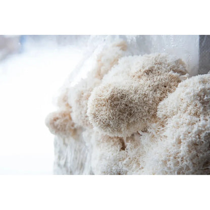 organic hericium erinaceus kit