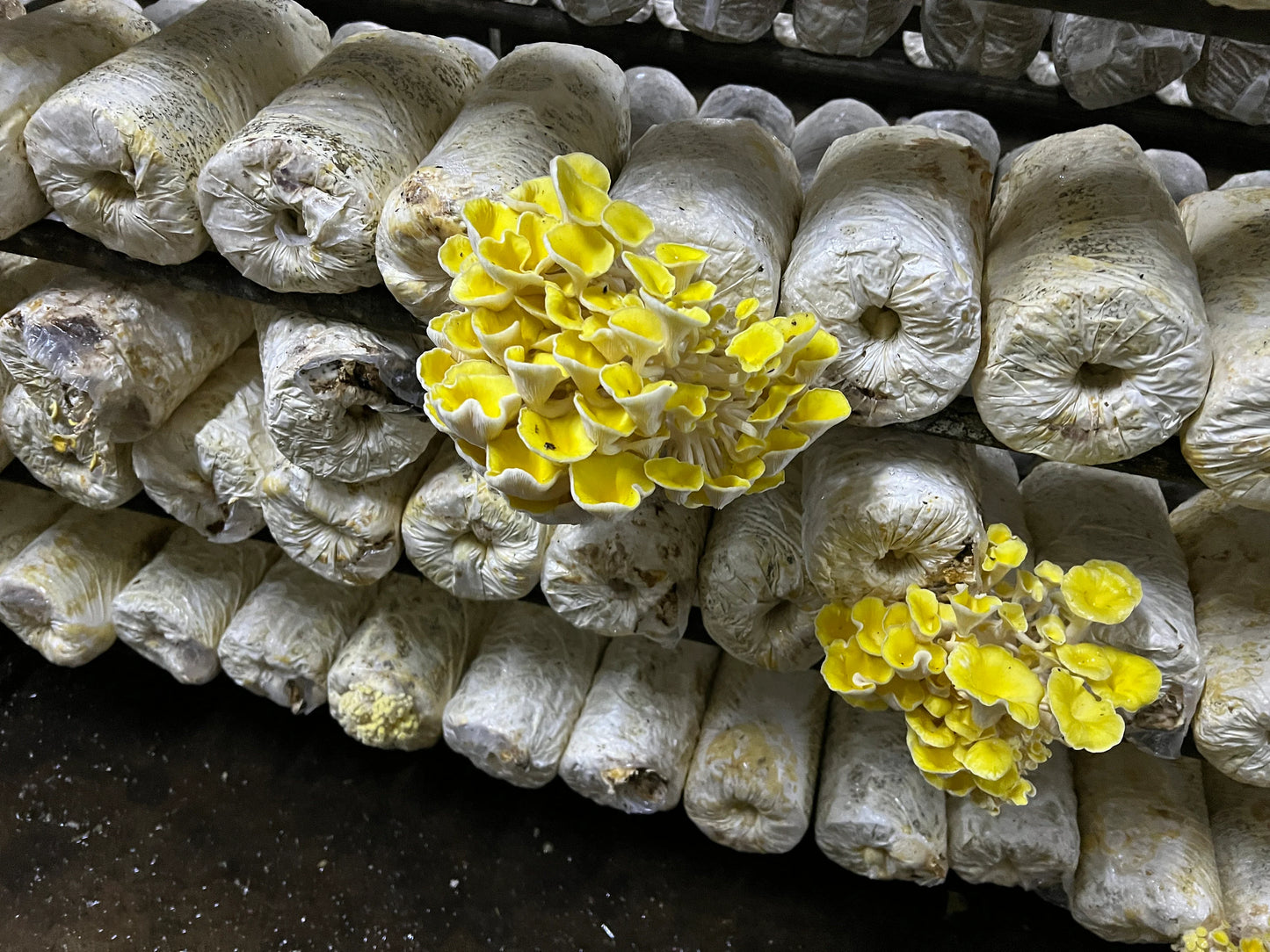 Golden Oyster Mushroom Grow Kits