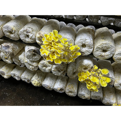Golden Oyster Mushroom Grow Kits