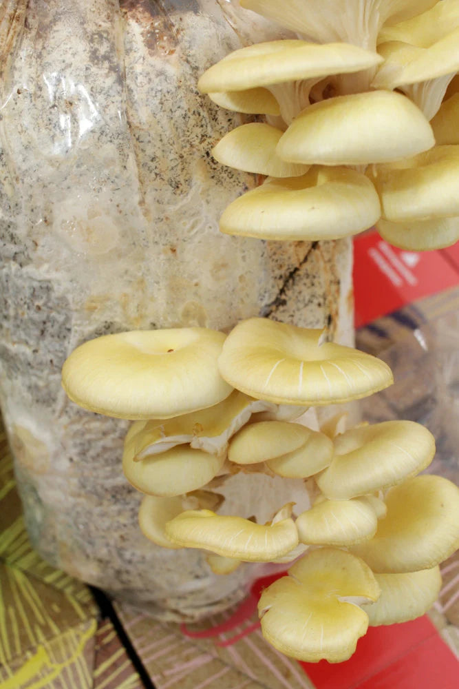 golden oyster mushroom kit