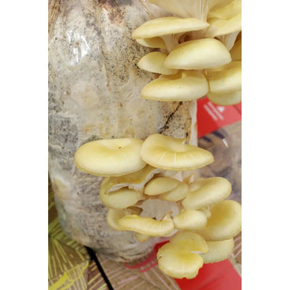 golden oyster mushroom kit