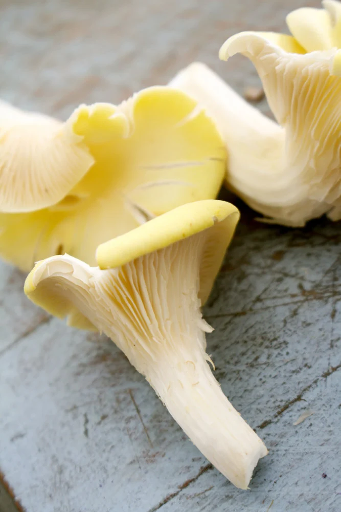 Oyster mushrooms (Pleurotus ostreatus)