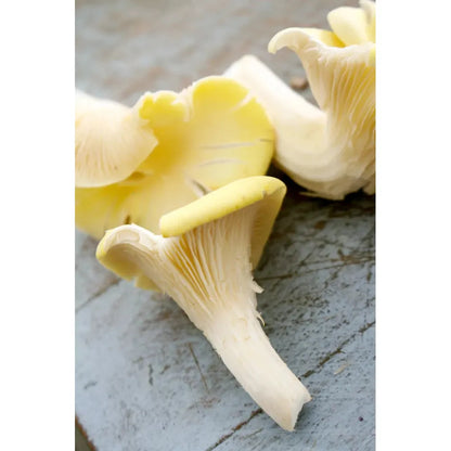 organic mushrooms