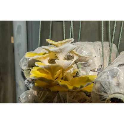oyster mushroom grow kit