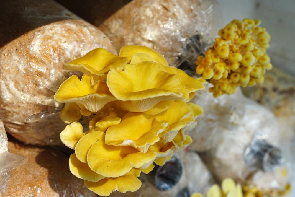 Wildspore golden oyster mushroom grow kit