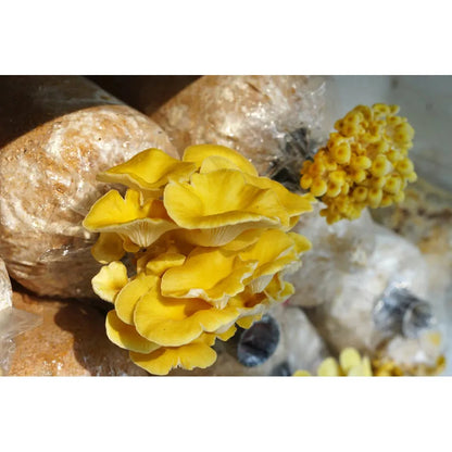 Wildspore golden oyster mushroom grow kit