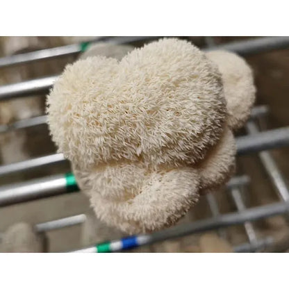 Lions Mane Grow kit (Hericium Erinaceus) grow kit educational, certified organic by MOSA